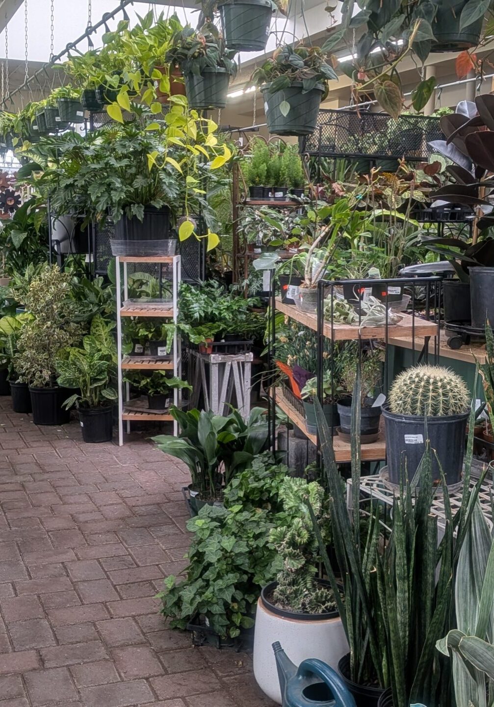 Houseplants 3