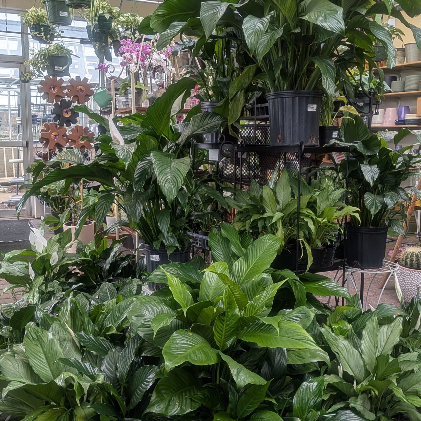 Houseplants 4