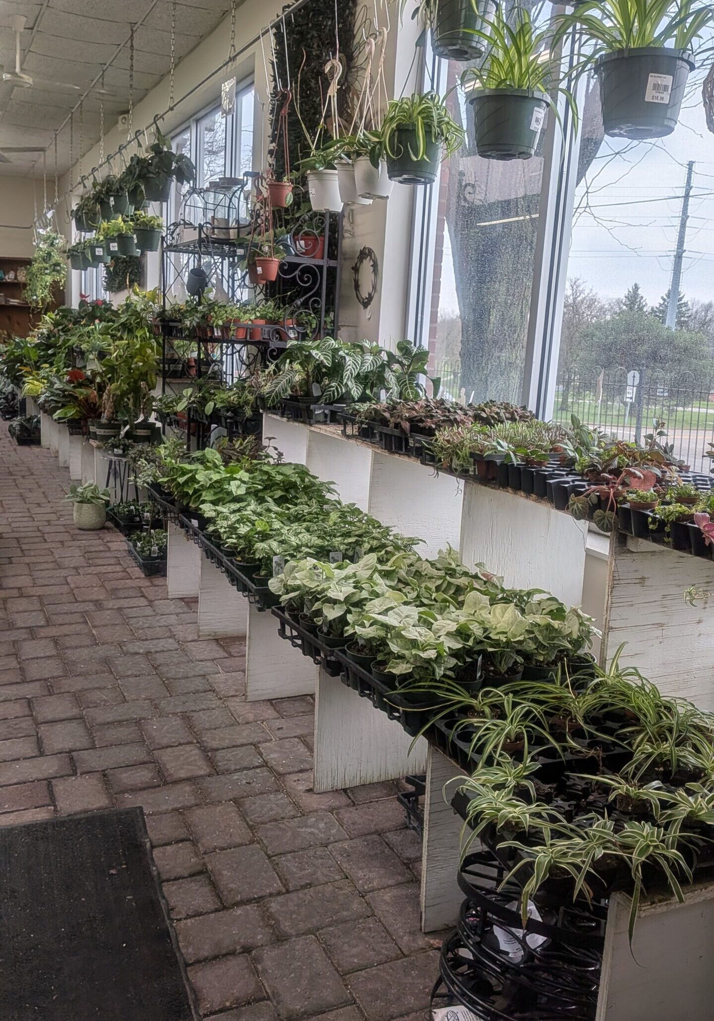 Houseplants 6