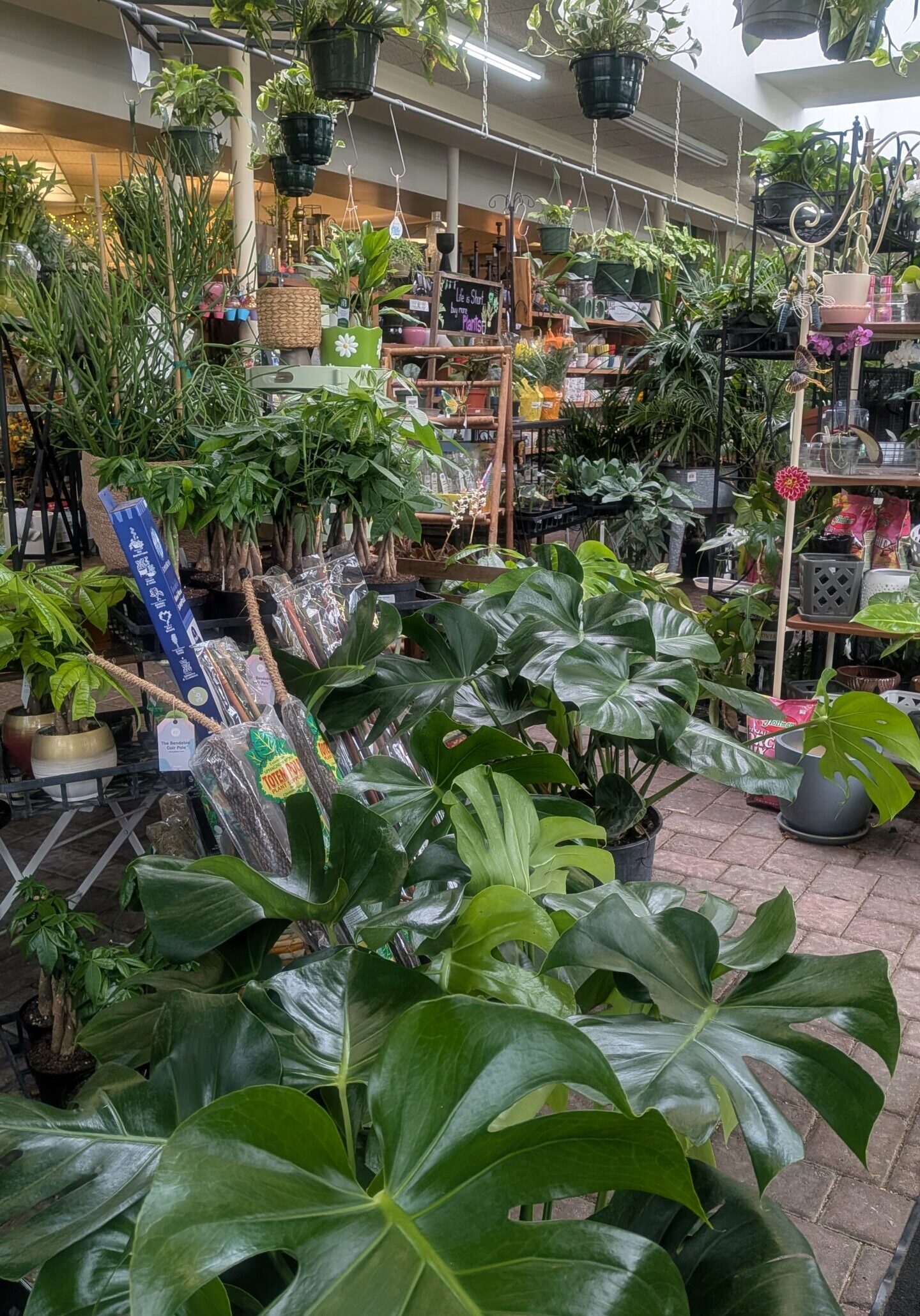 Houseplants 7