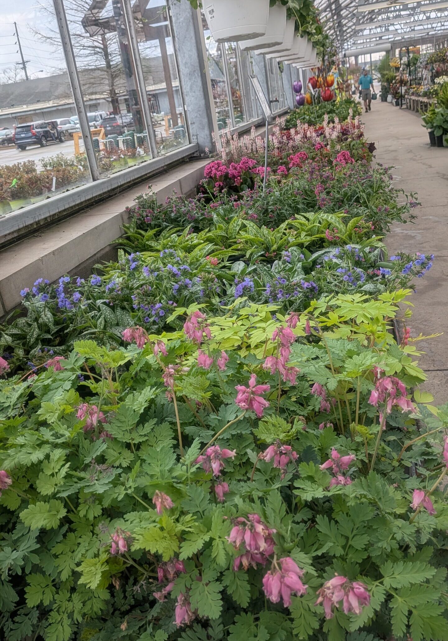 Perennials 5