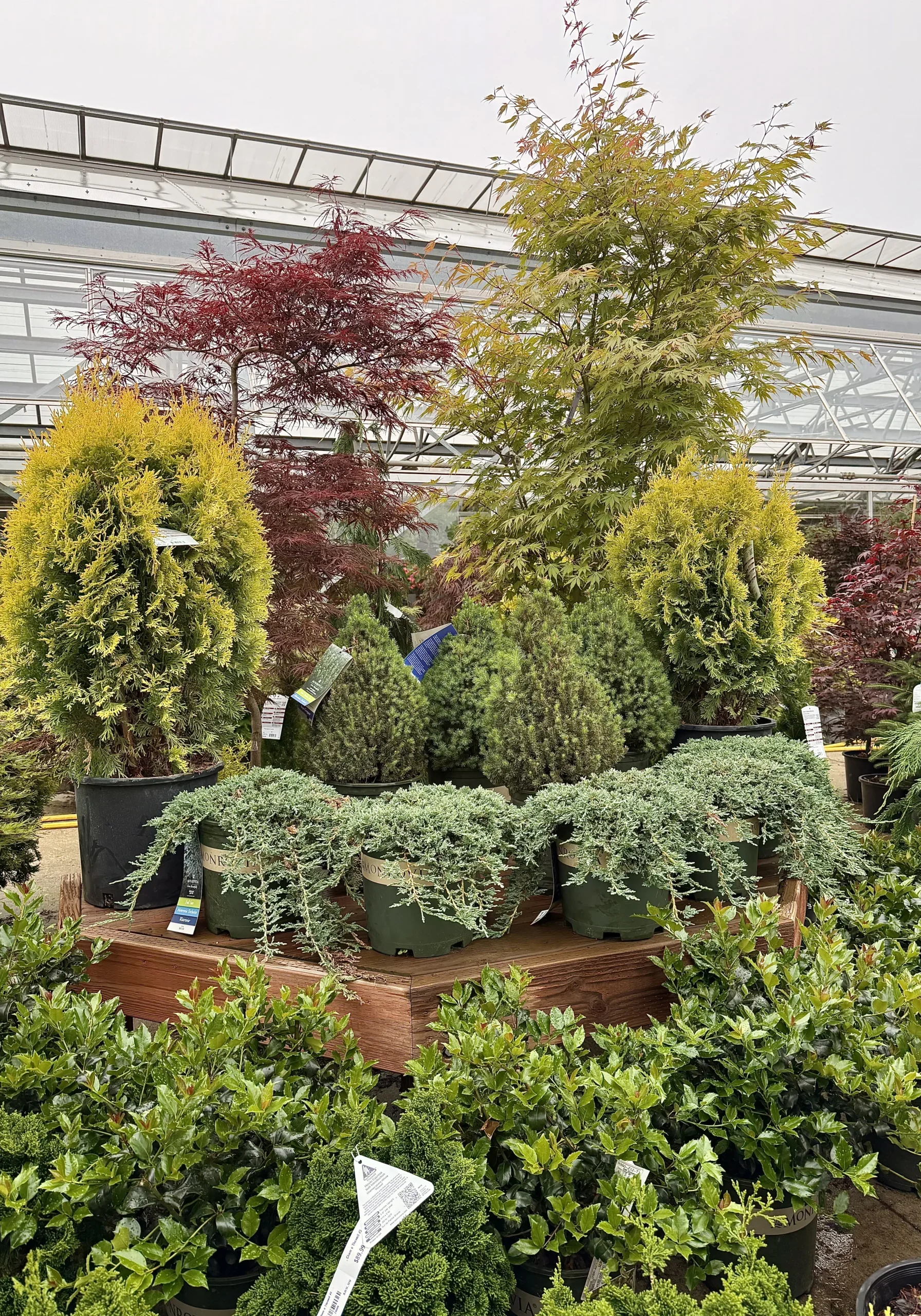 Shrubs 1