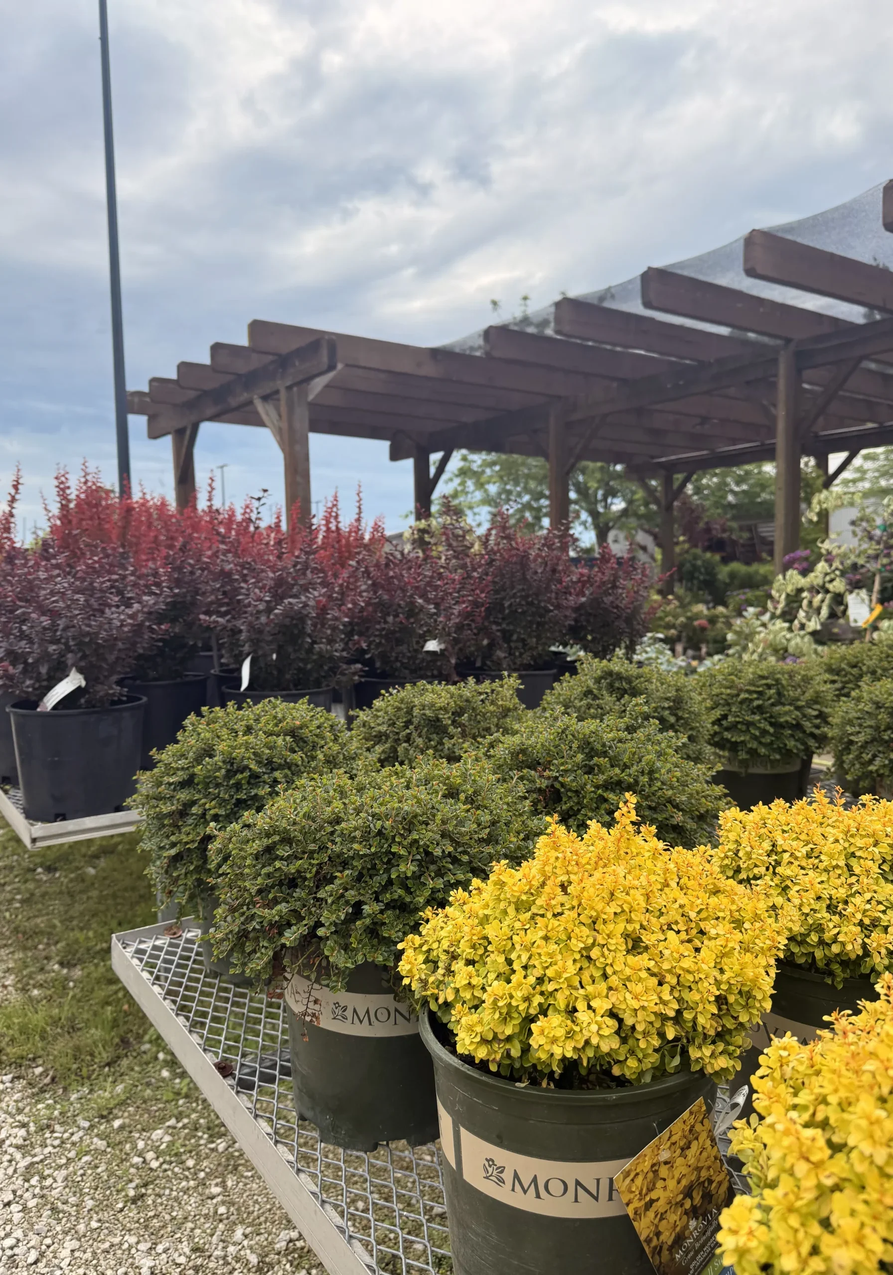 Shrubs 2