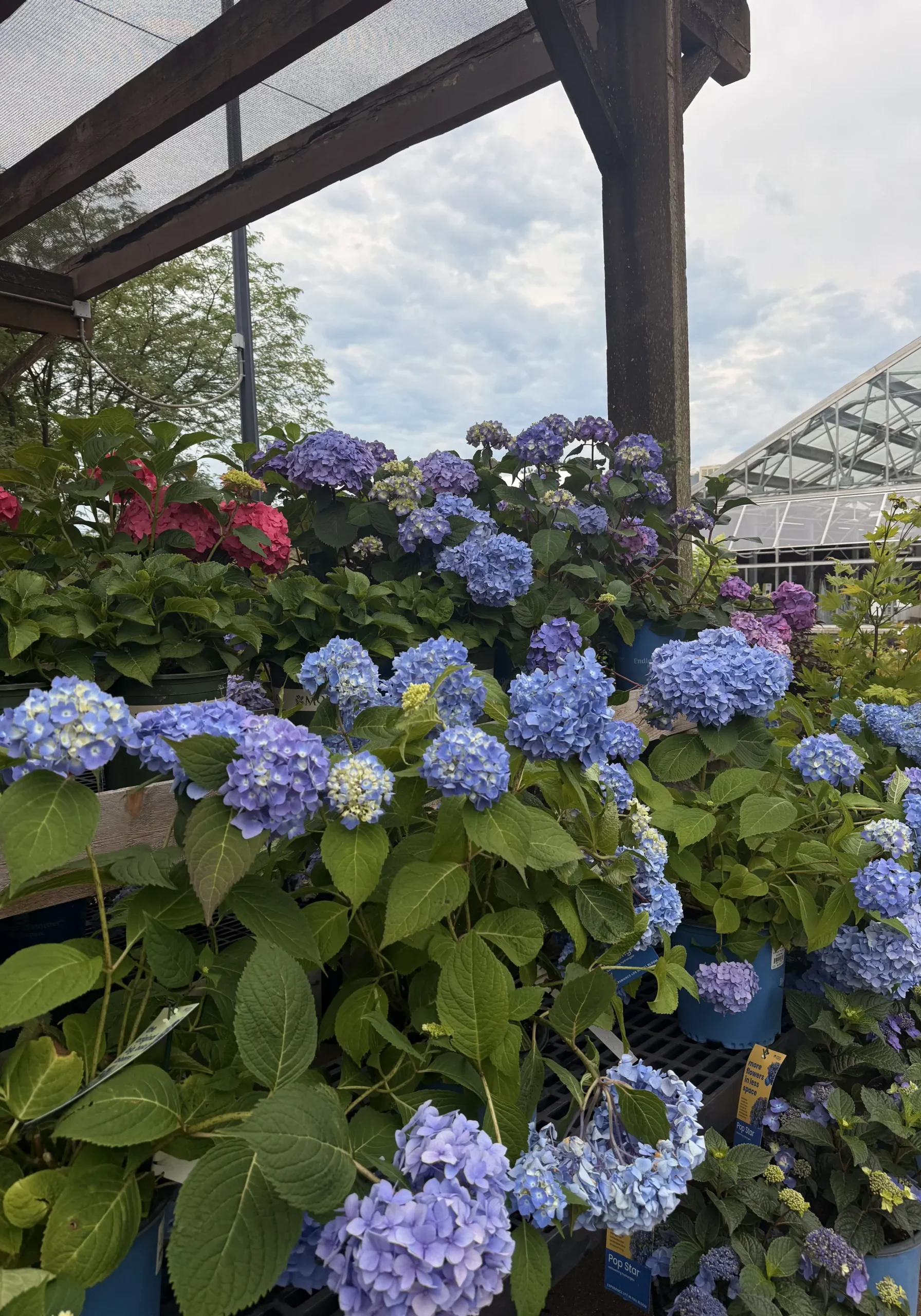 Shrubs 3