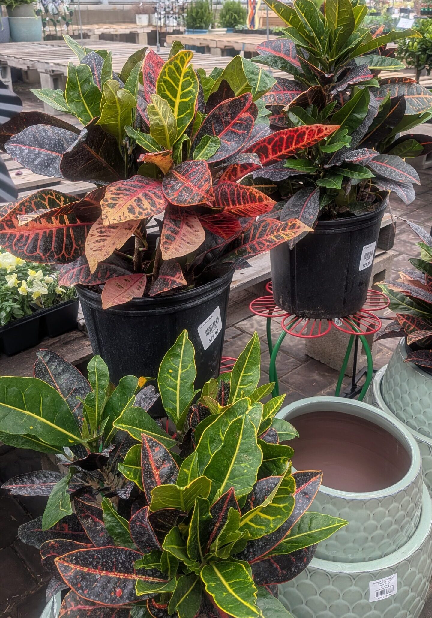 Tropicals 3